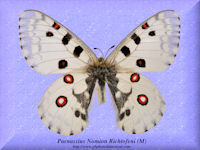 314-butterfly-Parnassius-Nomion-Richtofeni-(M)-China