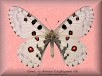 315-butterfly-Parnassius-Nomion-Tsinglingensis-(M)-Mt-Shanxi-China