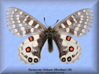 316-butterfly-Parnassius-Orleans-Oberthuri-(M)-Shanxi-China