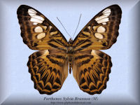 319-butterfly-Parthenos-Sylvia-Brunnea-(M)-Ceram-Islands