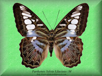 320-butterfly-Parthenos-Sylvia-Lilacinus-(M)-Malaysia