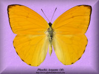 324-butterfly-Phoebis-Argante-(M)-Peru