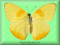 325-butterfly-Phoebis-Philea-Philea-(M)-South-America