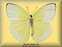 327-butterfly-Phoebis-Statira-(M)-Peru
