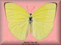 328-butterfly-Phoebis-Trite-(M)-Peru