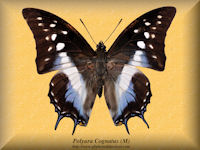 329-butterfly-Polyura-Cognatus-(M)-S.Sulawesi