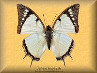330-butterfly-Polyura-Dolon-(M)-India