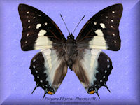 331-butterfly-Polyura-Phyrrus-Phyrrus-(M)-Ceram-Island