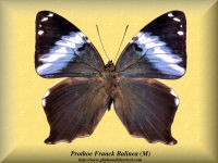 337-butterfly-Prothoe-Franck-Balinea-(M)-Bal