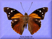 338-butterfly-Pycina-Zamba-(M)-Peru