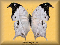 340-butterfly-Salamis-Duprei-(M)-Madagascar