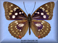 343-butterfly-Sasakia-Charonda-(M)-Japan-China