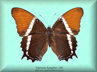 345-butterfly-Siproeta-Epaphus-(M)-Peru