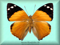 347-butterfly-Smyrna-Blomfieldia-(M)-Peru