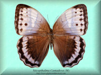 349-butterfly-Sticopthalma-Camadeva-(M)-India