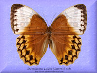 350-butterfly-Sticopthalma-Louisa-Siamensis-(M)-Thailand