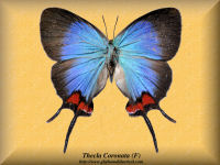 352-butterfly-Thecla-Coronata-(F)-Ecuador