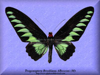 353-butterfly-Trogonoptera-Brookiana-Albescens