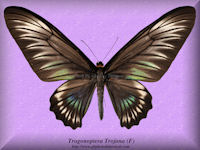 354-butterfly-Trogonoptera-Trojana-(F)-Palawan