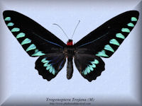 355-butterfly-Trogonoptera-Trojana-(M)-Palawan