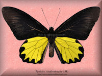 359-butterfly-Troides-Andromache-(M)-Sabah-Borneo