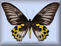 360-butterfly-Troides-Hypolitus-Hypolitus-(F)-Ceram