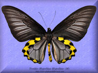 361-butterfly-Troides-Hypolitus-Hypolitus-(M)-Ceram