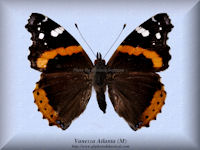 368-butterfly-Vanessa-Atlanta-(M)-fs-C-name