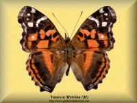 369-butterfly-Vanessa-Myrrina-(M)-Peru