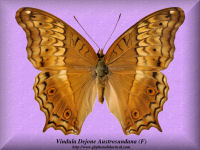 371-butterfly-Vindula-Dejone-Austrosundana-(F)-Bali