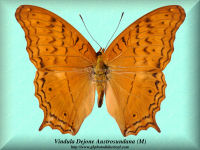 372-butterfly-Vindula-Dejone-Austrosundana-(M)-Bali