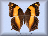 373-butterfly-Yoma-Sabina-Nimbus-(M)-S.Sulawesi