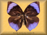 374-butterfly-Zeuxidia-Amethystinus-Zambra-(M)-Siberut