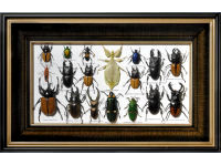 My-BUGS-Collection-Box-1