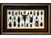 My-BUGS-Collection-Box-2
