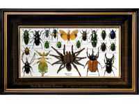 My-BUGS-Collection-Box-3