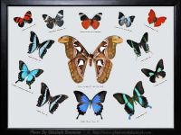 My-Collection-Box-1-Giant-Atlas-Moth-and-Mix