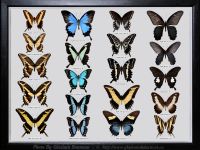 My-Collection-Box-10-Papilio