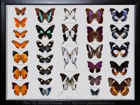 My-Collection-Box-12-Mix