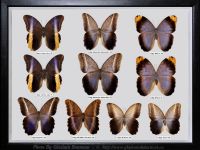 My-Collection-Box-13-Caligo