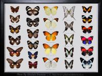 My-Collection-Box-14-MIX