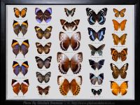 My-Collection-Box-16-KALIMA-STICOPTHALMA