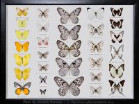 My-Collection-Box-17-Parnassius-Idea-MIX