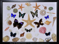 My-Collection-Box-19-Sea-Shells-and-Mix-Butterflies