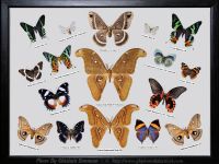 My-Collection-Box-2-Atlas-Moth-and-Mix