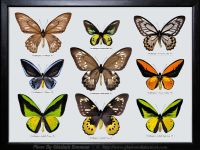 My-Collection-Box-3-Ornithoptera