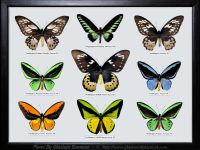 My-Collection-Box-4-Ornithoptera