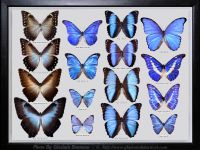 My-Collection-Box-5-MORPHO-White-Background