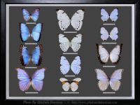 My-Collection-Box-6-MORPHO-Dark-Background