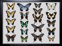 My-Collection-Box-8-PAPILIO